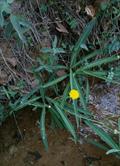 Sonchus maritimus
